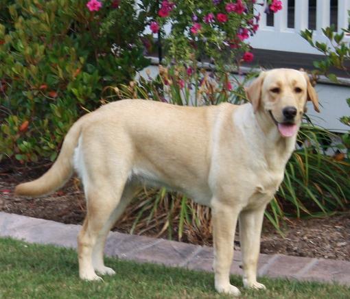 Abby - Labrador Puppy Breeder