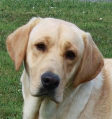 Abby - Pennsylvania Labrador Breeders