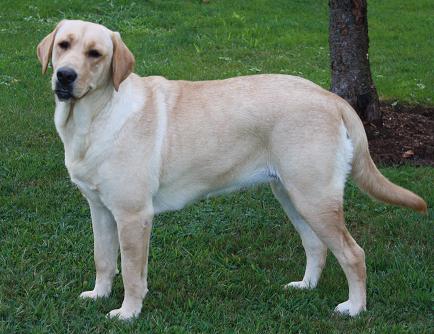 Abby - Pennsylvania Labrador Breeders