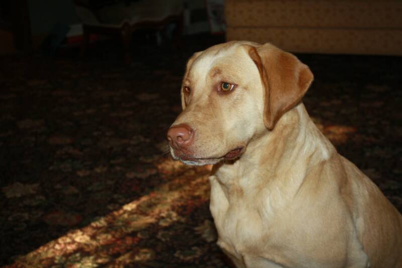 KC - Labrador Puppy Breeder