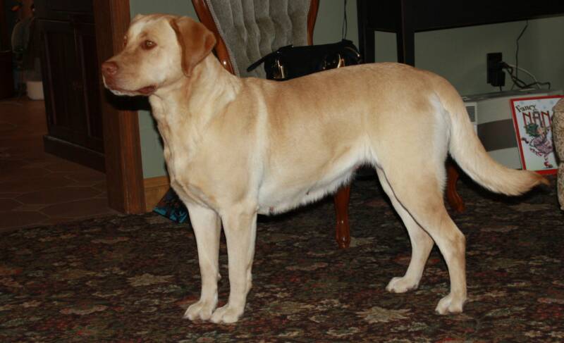 KC - Pennsylvania Labrador Breeders