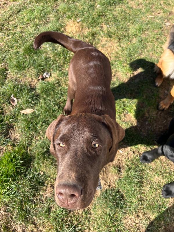 Pennsylvania Labrador Breeders Labrador Puppy Breeder Lab Puppies