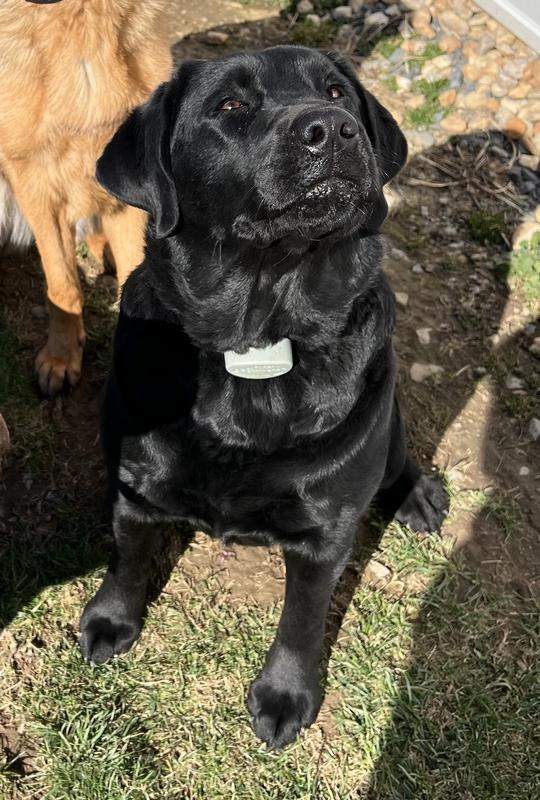 Pennsylvania Labrador Breeders Labrador Puppy Breeder Lab Puppies