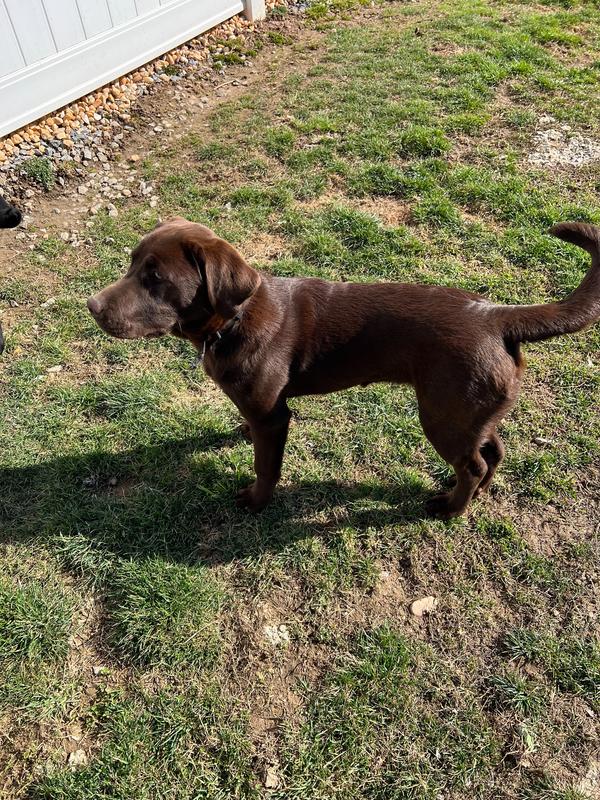 Pennsylvania Labrador Breeders Labrador Puppy Breeder Lab Puppies