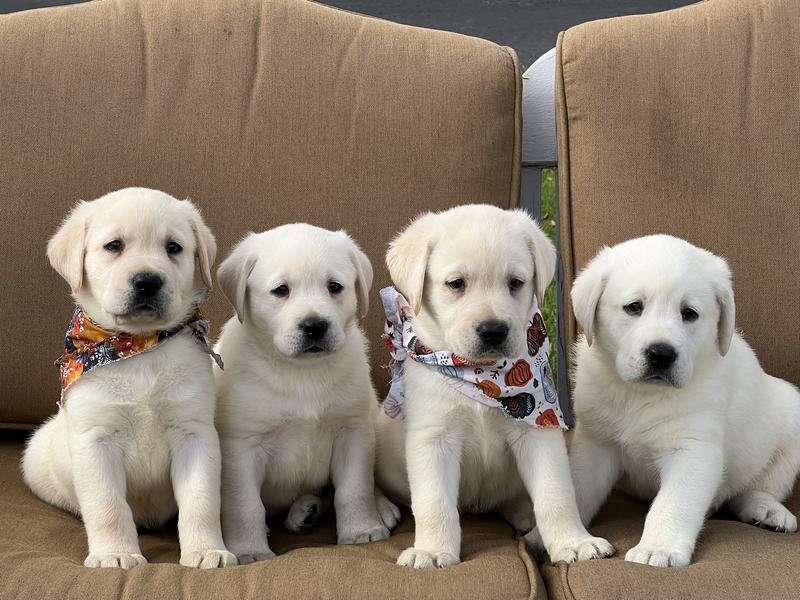 AKC Registered Lab Puppies In PA Future Puppies American Lab Breeder 