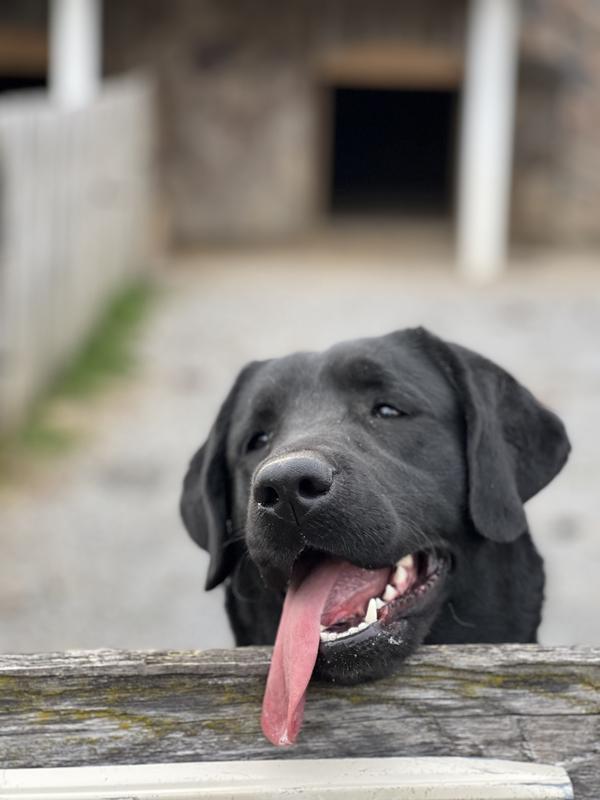 Pennsylvania Labrador Breeders Labrador Puppy Breeder Lab Puppies