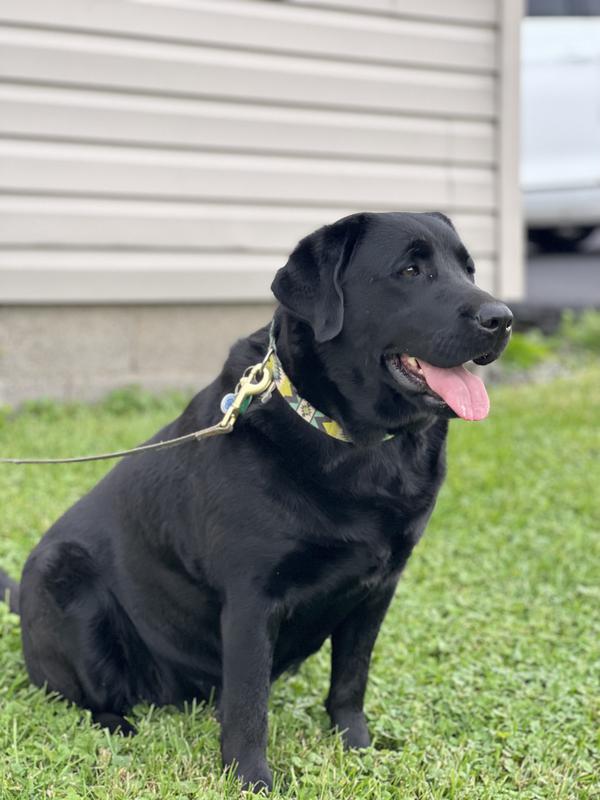 Pennsylvania Labrador Breeders Labrador Puppy Breeder Lab Puppies