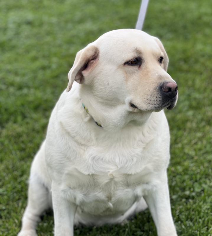 Pennsylvania Labrador Breeders Labrador Puppy Breeder Lab Puppies
