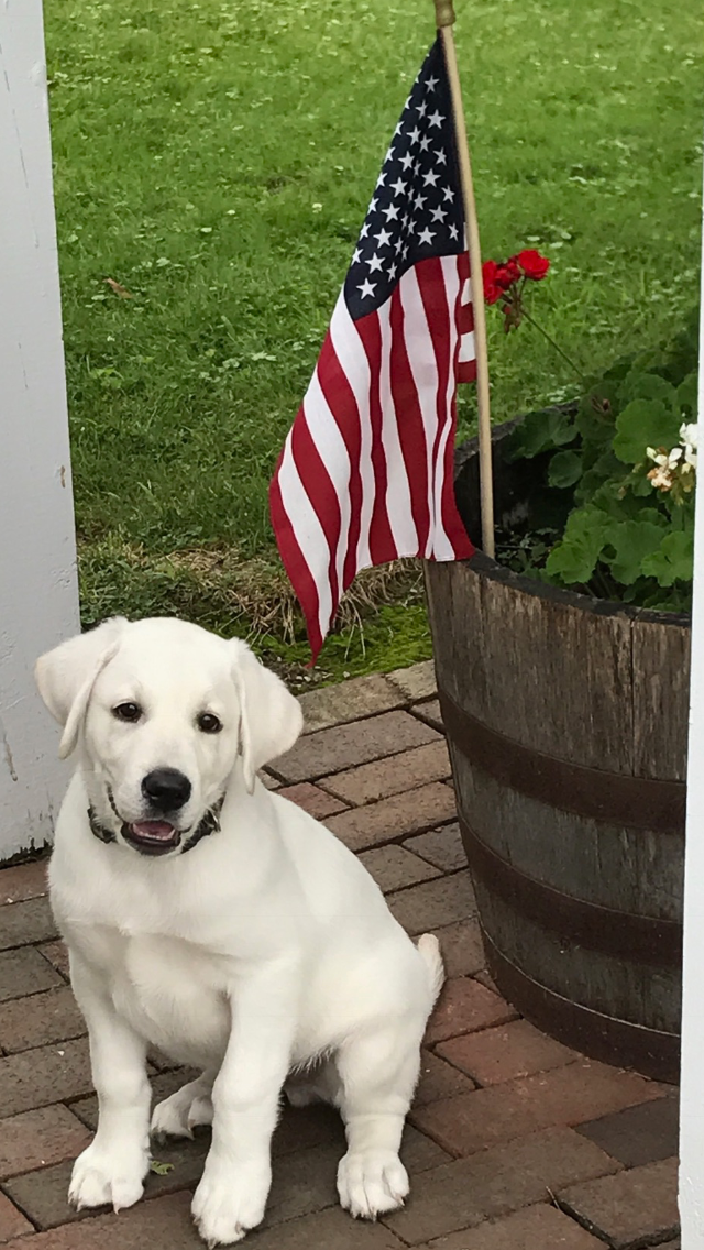 AKC registered labradors, labrador retriever breeder in Pennsylvania
