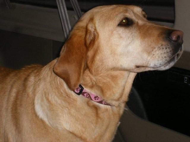 Midge - Pennsylvania Labrador Breeders