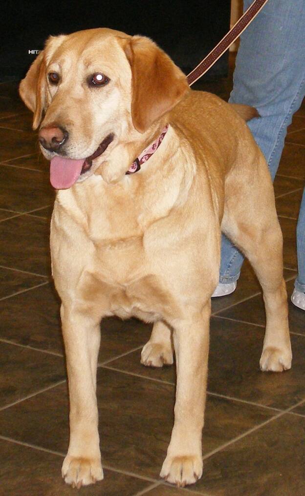 Midge - Pennsylvania Labrador Breeders