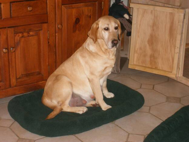 Midge - Labrador Puppy Breeder