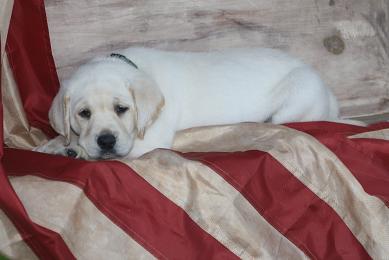 akc white lab puppies for sale