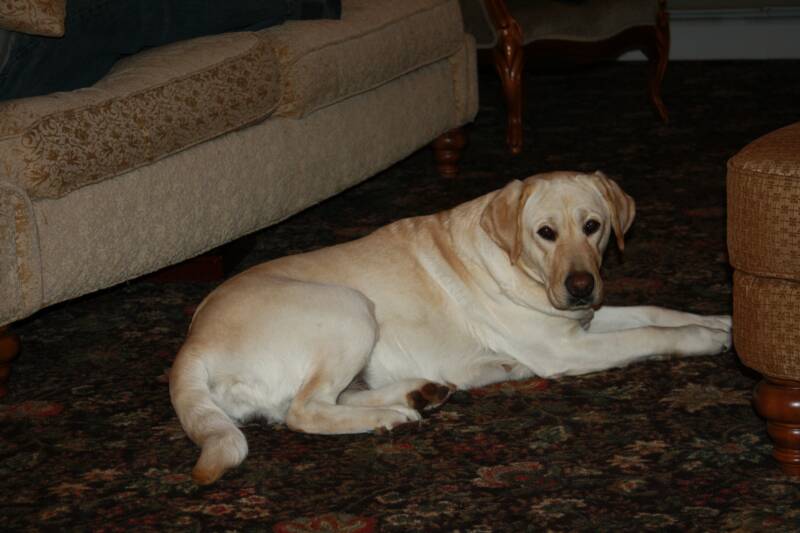 Seshia - Pennsylvania Labrador Breeders